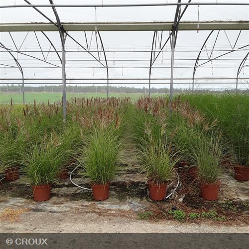 MISCANTHUS sinensis 'Red Chief'
