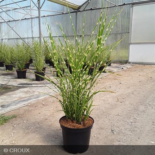 MISCANTHUS sinensis 'Strictus'