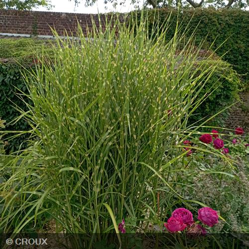 MISCANTHUS sinensis 'Strictus'