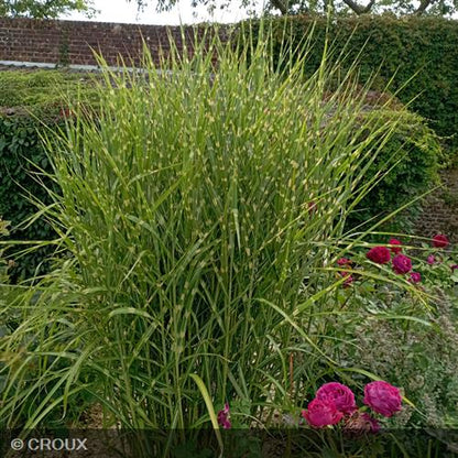 MISCANTHUS sinensis 'Strictus'