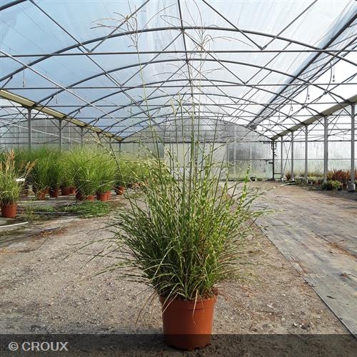MISCANTHUS sinensis 'Strictus'