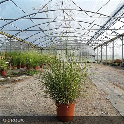 MISCANTHUS sinensis 'Strictus'