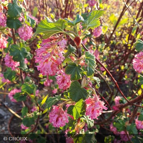 RIBES sanguineum 'King Edward VII'