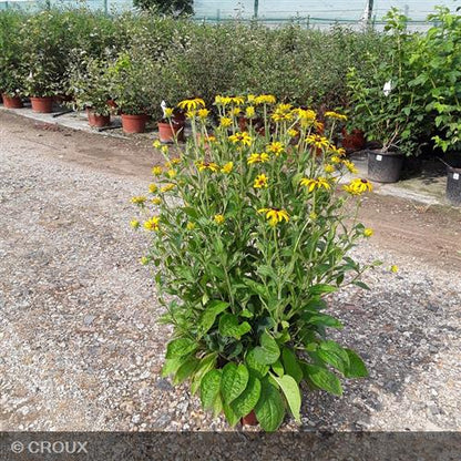 RUDBECKIA fulgida 'Godlsturm'