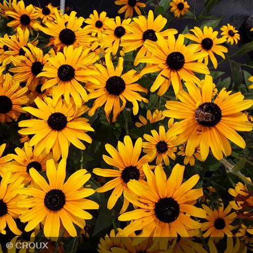 RUDBECKIA fulgida 'Godlsturm'