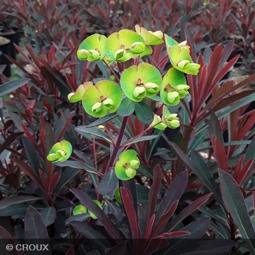 EUPHORBIA characias 'Miners Merlot®'
