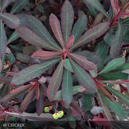 EUPHORBIA characias 'Miners Merlot®'