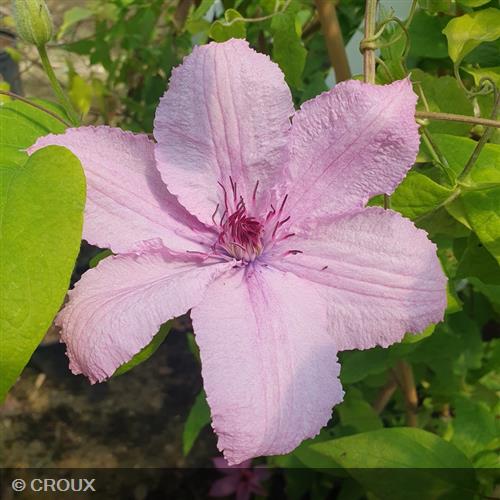 CLEMATIS x 'Hagley Hybrid'