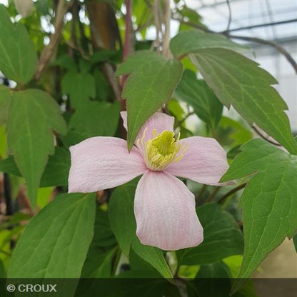 CLEMATIS hybride Miss bateman