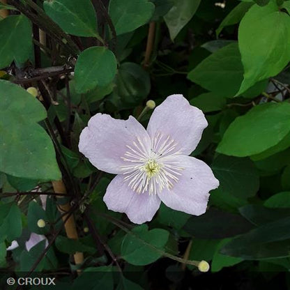 CLEMATIS montana 'Mayleen'