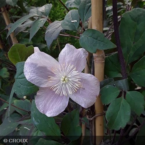 CLEMATIS montana 'Mayleen'