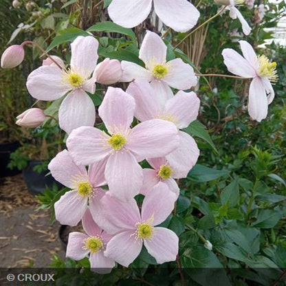 CLEMATIS montana 'Mayleen'