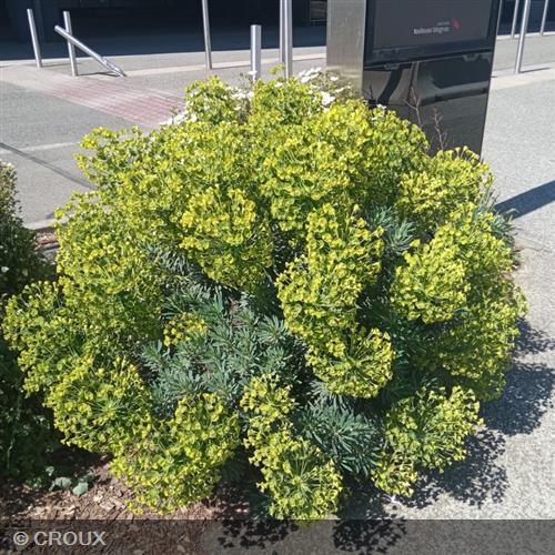 EUPHORBIA  characias 'Wulfenii'