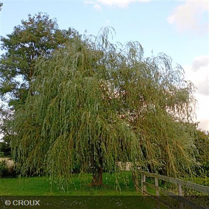 SALIX x sepulcralis 'Chrysocoma'