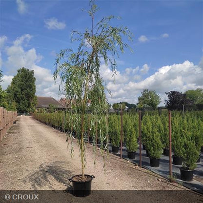 SALIX x sepulcralis 'Chrysocoma'