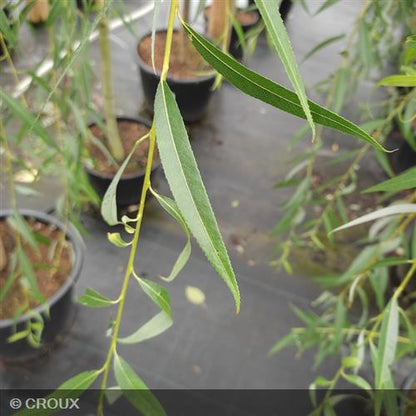 SALIX x sepulcralis 'Chrysocoma'