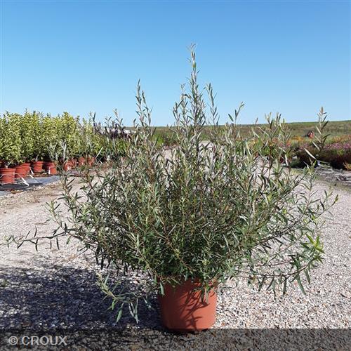 SALIX purpurea 'Nana'