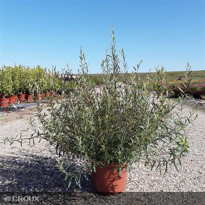 SALIX purpurea 'Nana'