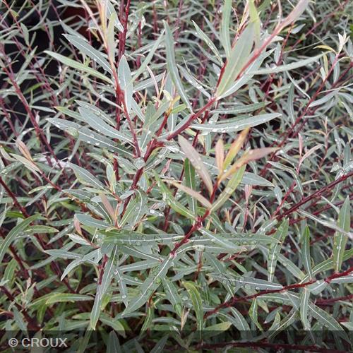 SALIX purpurea 'Nana'