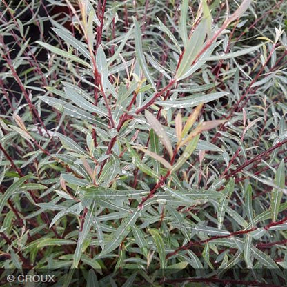 SALIX purpurea 'Nana'