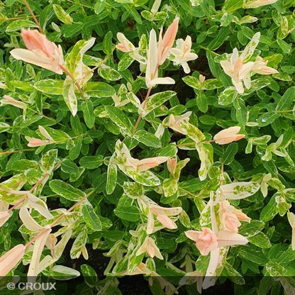 SALIX integra 'Hakuro-Nishiki'