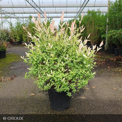 SALIX integra 'Hakuro-Nishiki'