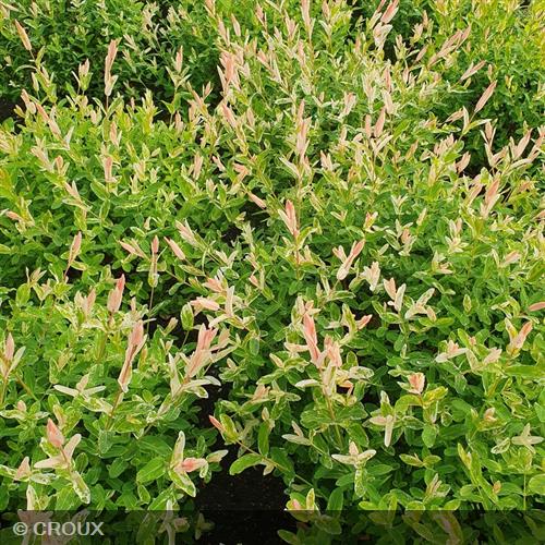 SALIX integra 'Hakuro-Nishiki'