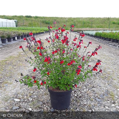 SALVIA microphylla 'Royal Bumble'