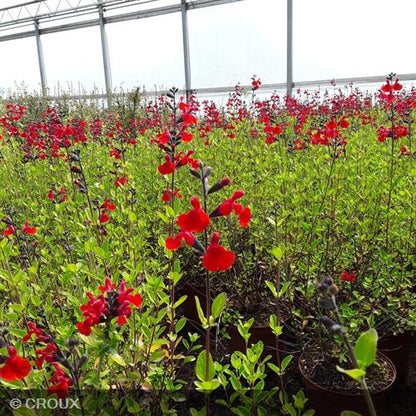 SALVIA microphylla 'Royal Bumble'