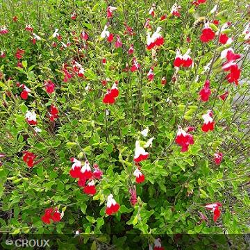 SALVIA microphylla 'Hotlips'