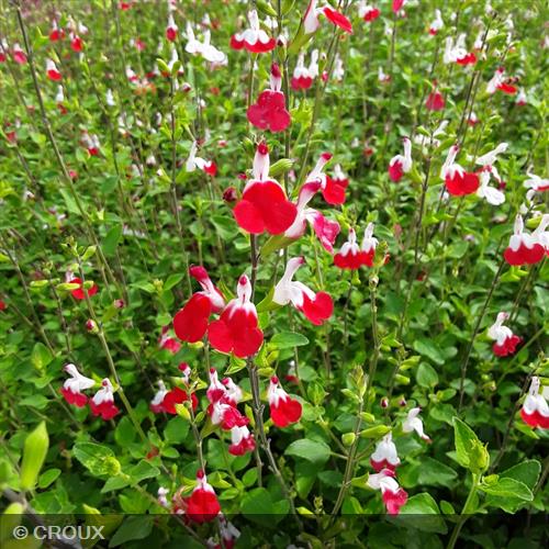 SALVIA microphylla 'Hotlips'