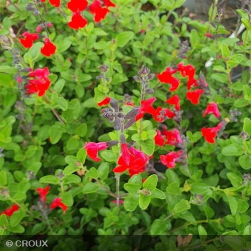 SALVIA microphylla 'Royal Bumble'