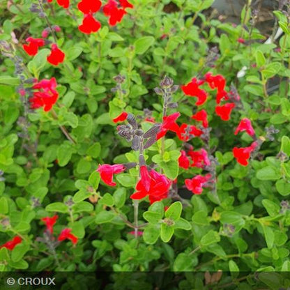 SALVIA microphylla 'Royal Bumble'