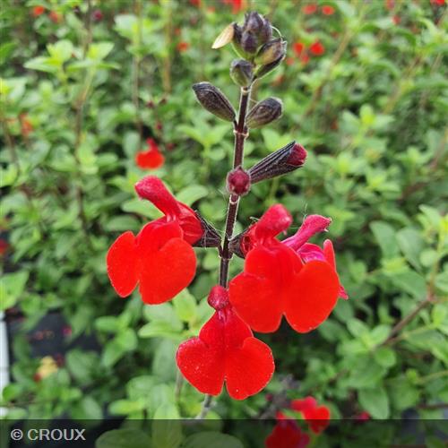 SALVIA microphylla 'Royal Bumble'