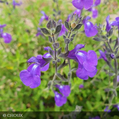 SALVIA microphylla 'Delice Feline®'