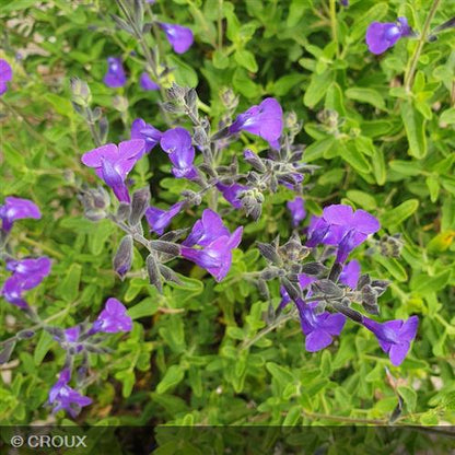 SALVIA microphylla 'Delice Feline®'