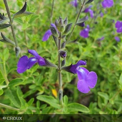 SALVIA microphylla 'Delice Feline®'