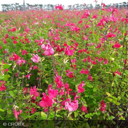 SALVIA  microphylla  'Grahamii Rouge'