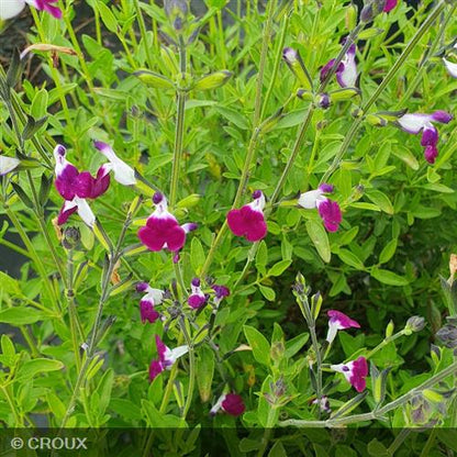 SALVIA greggii 'Amethyst Lips®'