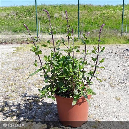 SALVIA nemorosa 'Caradonna'