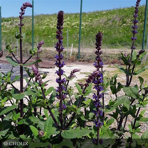 SALVIA nemorosa 'Caradonna'