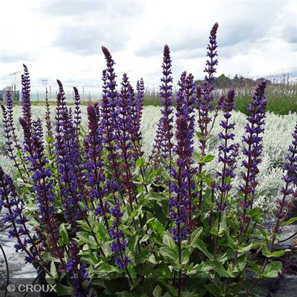 SALVIA nemorosa 'Caradonna'