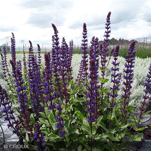 SALVIA nemorosa 'Caradonna'