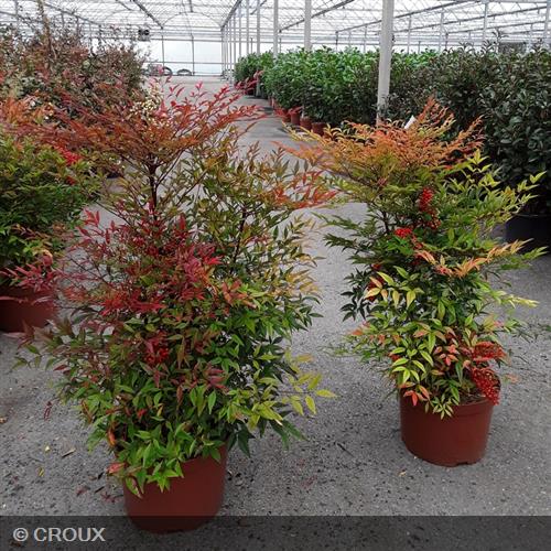NANDINA domestica