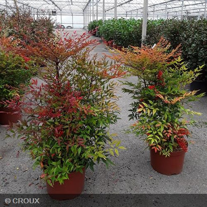 NANDINA domestica