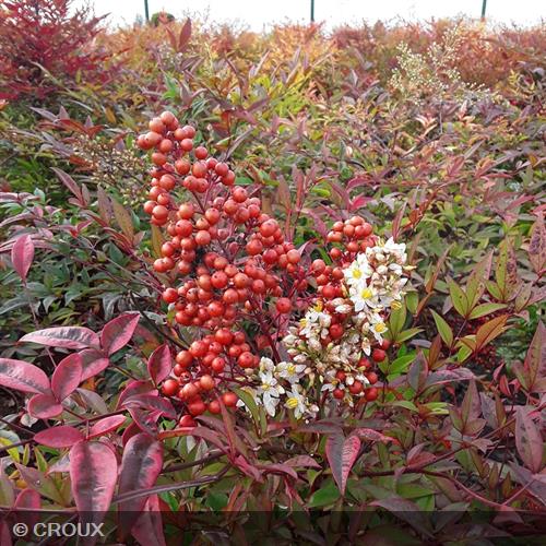 NANDINA domestica