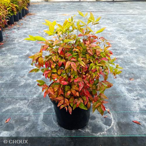 NANDINA domestica 'Fire Power'