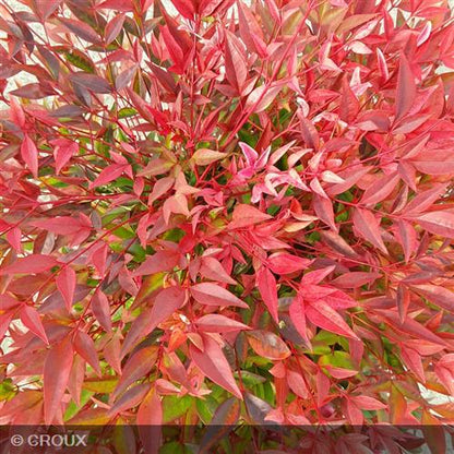 NANDINA domestica 'Obsessed®'