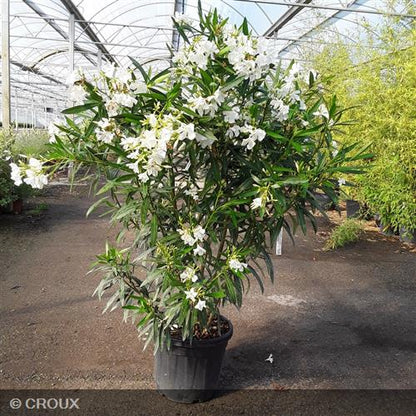NERIUM oleander Blanc