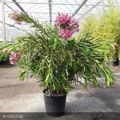 NERIUM oleander Rose